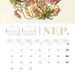 Calendario. ERNST HAECKEL 2026. PARED.