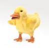 Títere. PATO