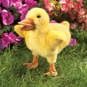 Títere. PATO