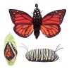Títere. CICLO MARIPOSA MONARCA
