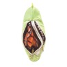 Títere. CICLO MARIPOSA MONARCA