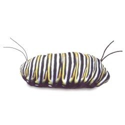 Títere. CICLO MARIPOSA MONARCA