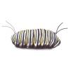 Títere. CICLO MARIPOSA MONARCA