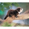 Títere. NUTRIA DE RÍO